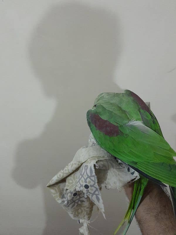 03153422464 raw parrot 1