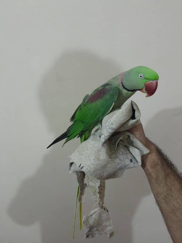 03153422464 raw parrot 3