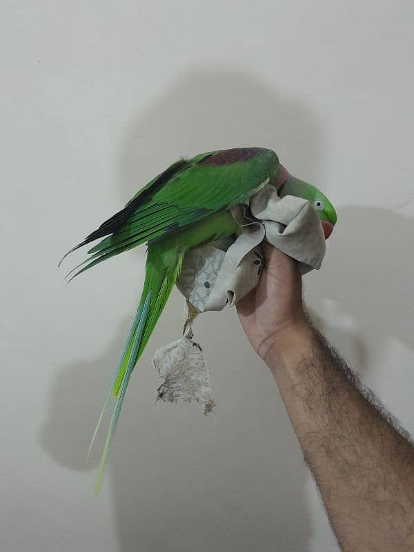 03153422464 raw parrot 4