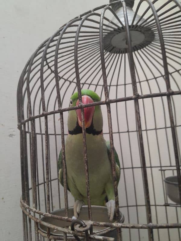 03153422464 raw parrot 6