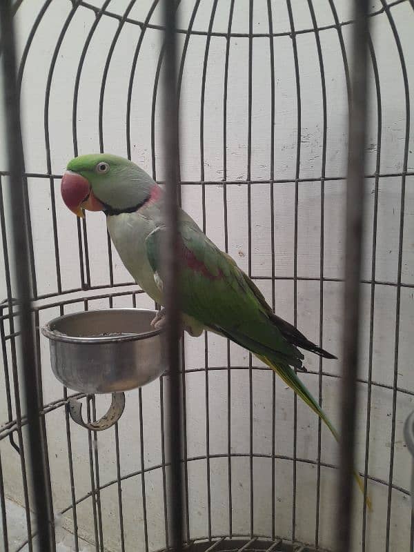 03153422464 raw parrot 7