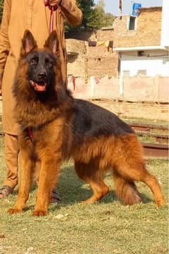 Top class german shepherd proper long coat 7  month for sale