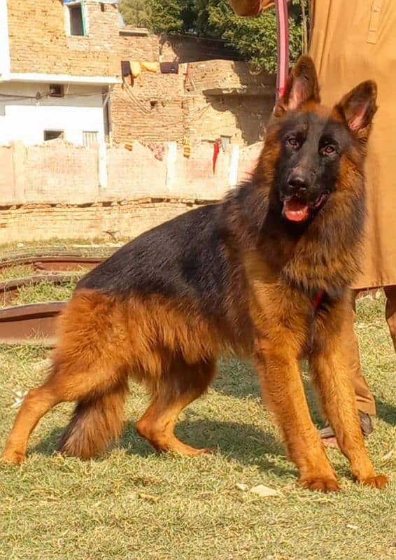 Top class german shepherd proper long coat 7  month for sale 1