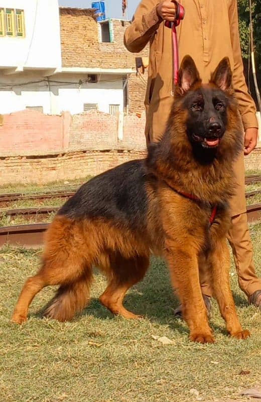 Top class german shepherd proper long coat 7  month for sale 2