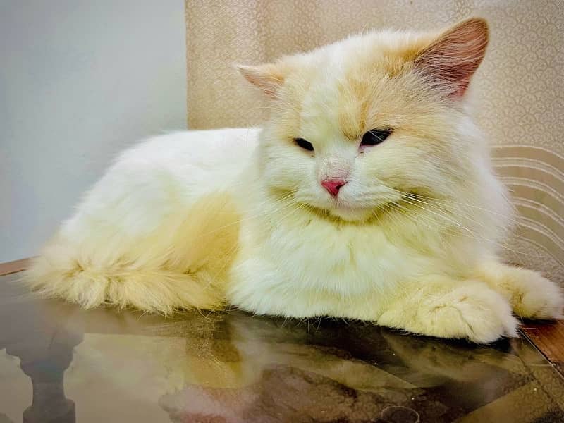 Persian adult male for sale 1