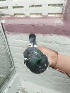 pigeon