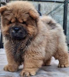 IMPORTED CHOW CHOW PUPPY AVAILABLE FOR SALE