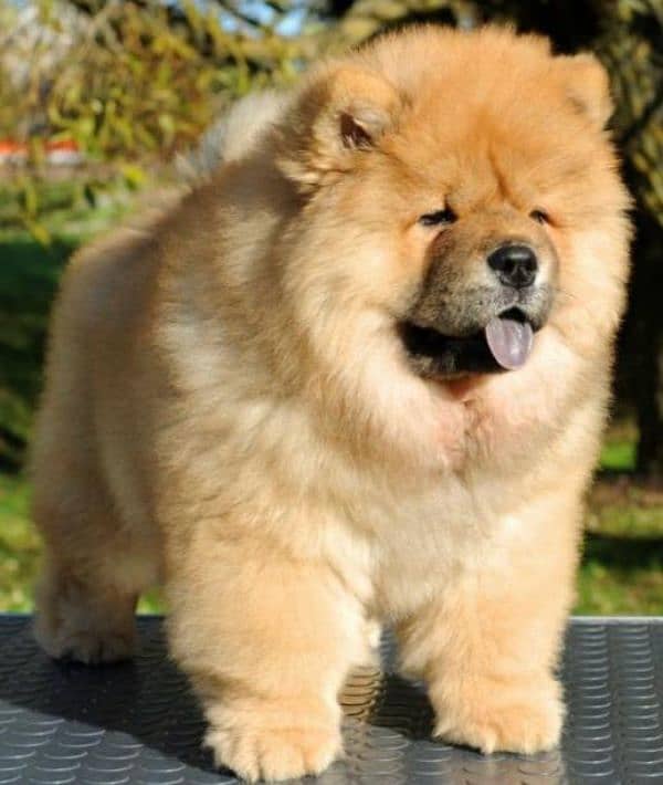 IMPORTED CHOW CHOW PUPPY AVAILABLE FOR SALE 1