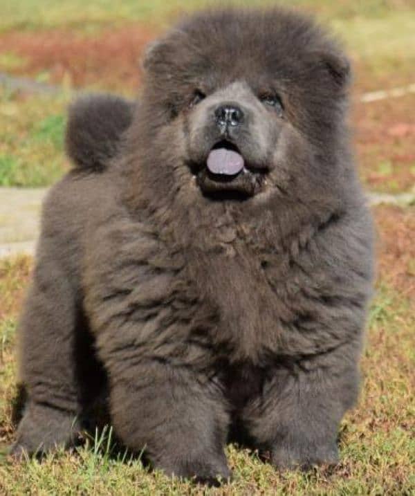 IMPORTED CHOW CHOW PUPPY AVAILABLE FOR SALE 3