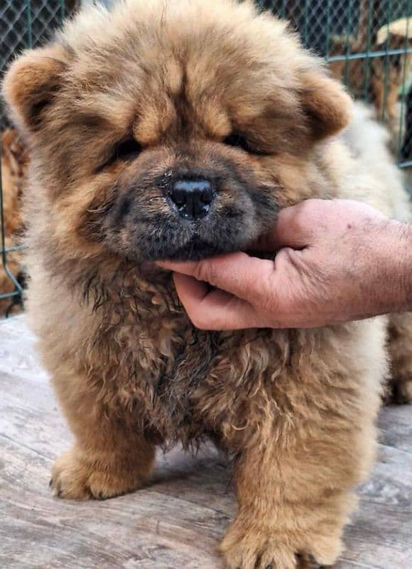 IMPORTED CHOW CHOW PUPPY AVAILABLE FOR SALE 4