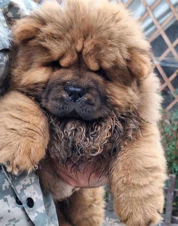 IMPORTED CHOW CHOW PUPPY AVAILABLE FOR SALE 5