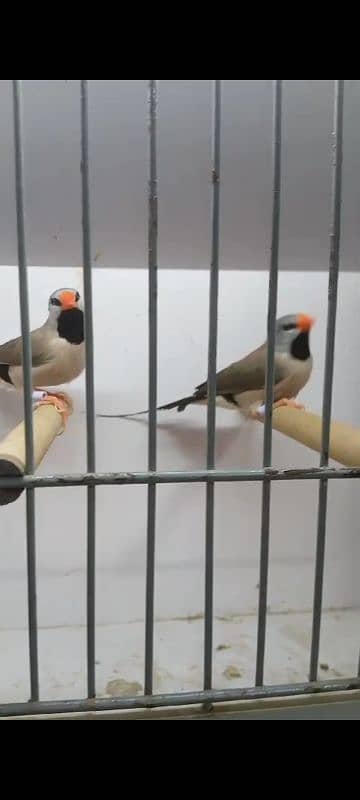 I am selling exotick finch . 03010411970 2