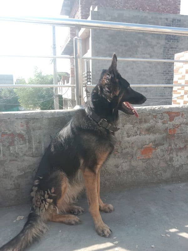 German Shepherd black mask log kot 0