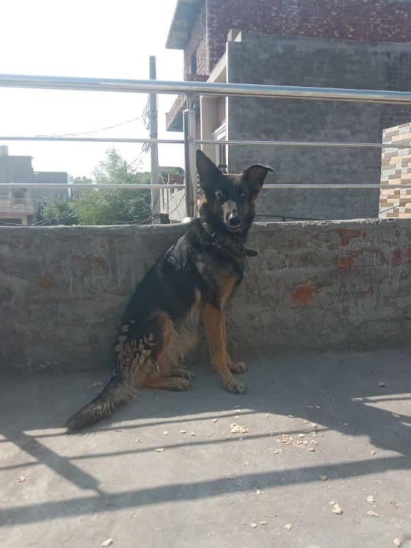 German Shepherd black mask log kot 1