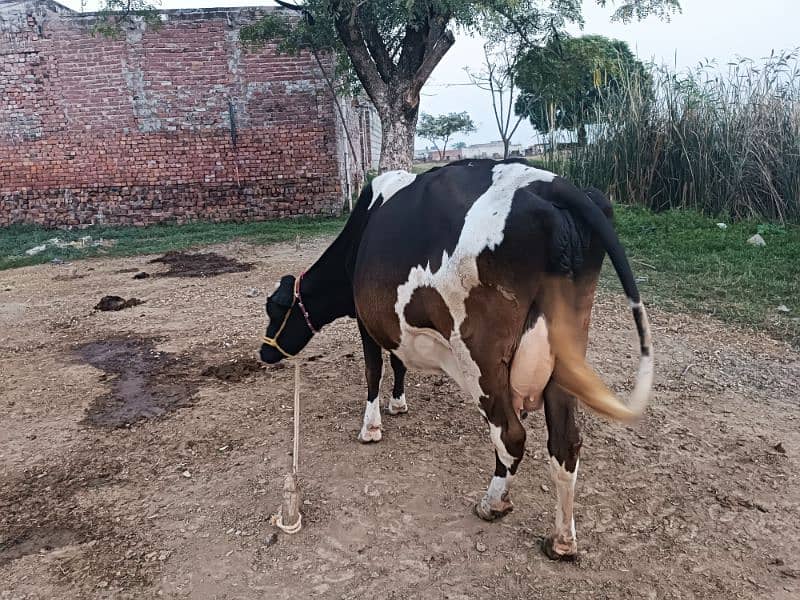 Farizan cow for sale in Sialkot head marala 0