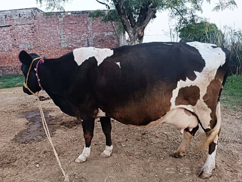 Farizan cow for sale in Sialkot head marala 1