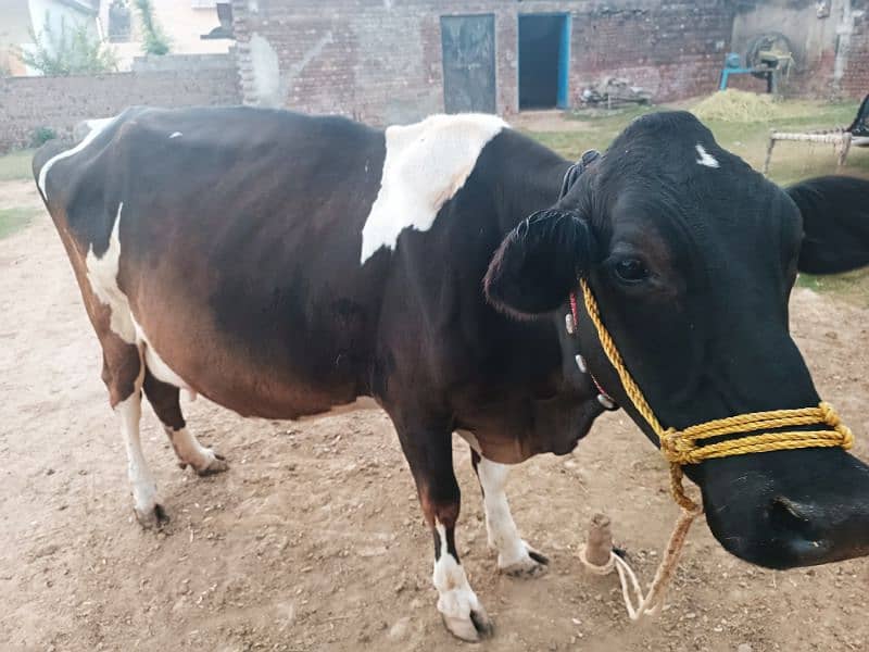 Farizan cow for sale in Sialkot head marala 2