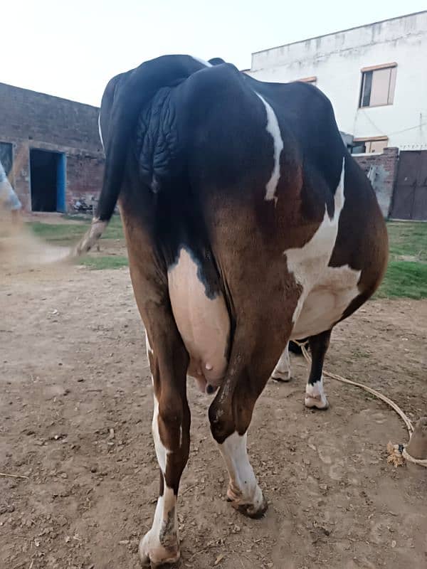 Farizan cow for sale in Sialkot head marala 3