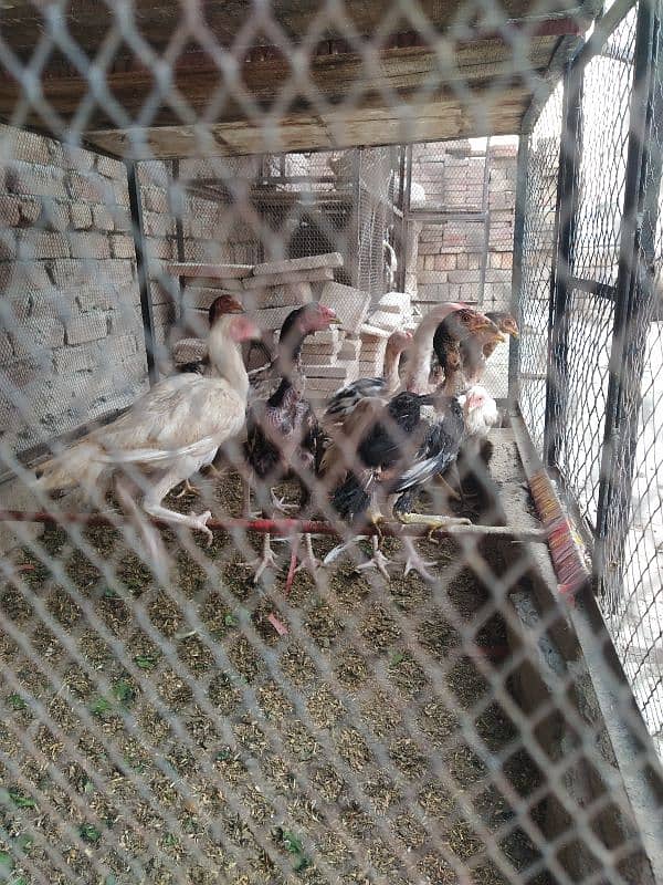 Aseel Pathy urgent for sale 3