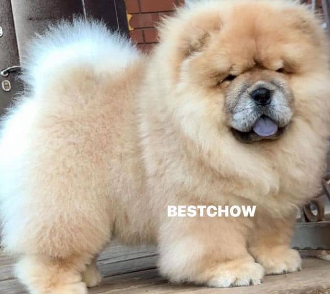 IMPORTED CHOW CHOW PUPPY AVAILABLE FOR SALE 6