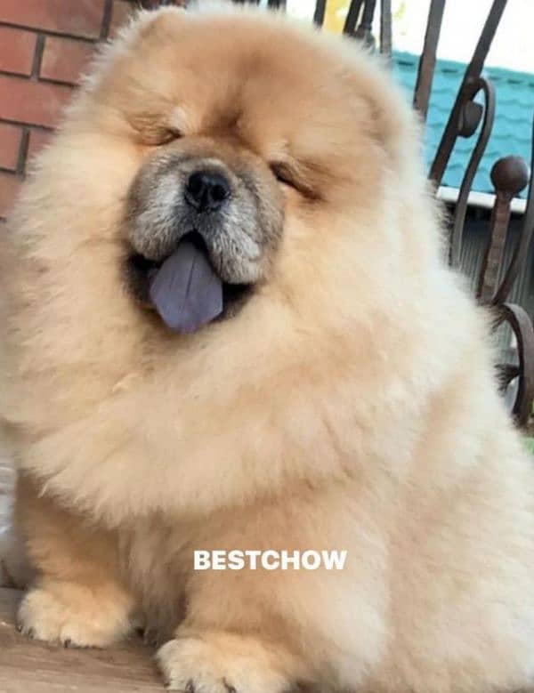 IMPORTED CHOW CHOW PUPPY AVAILABLE FOR SALE 7