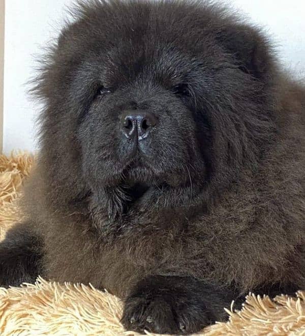 IMPORTED CHOW CHOW PUPPY AVAILABLE FOR SALE 8