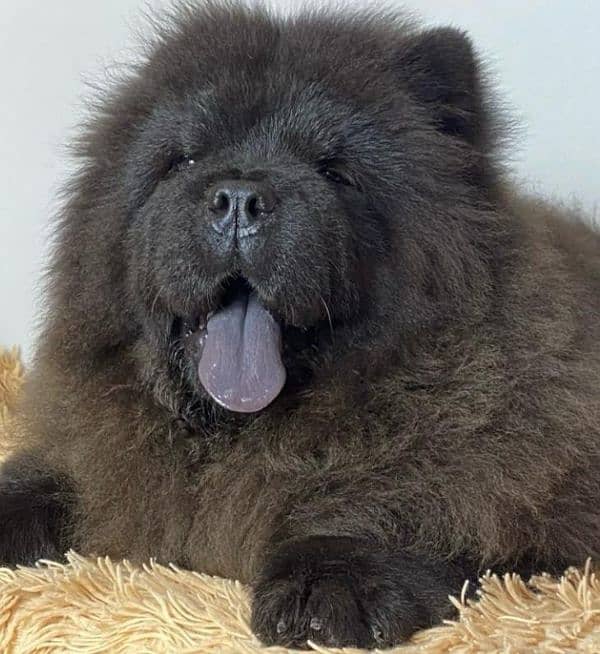 IMPORTED CHOW CHOW PUPPY AVAILABLE FOR SALE 10