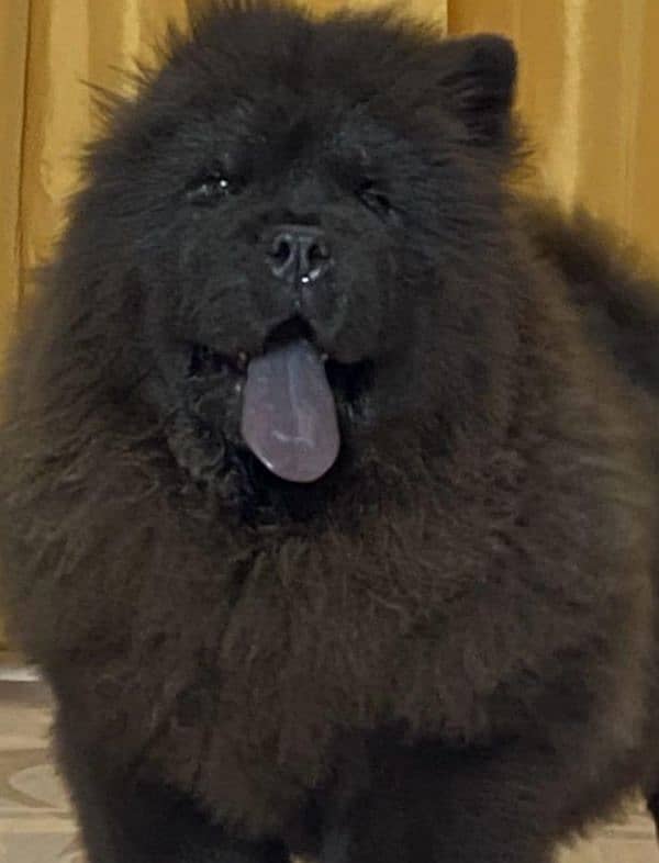 IMPORTED CHOW CHOW PUPPY AVAILABLE FOR SALE 11