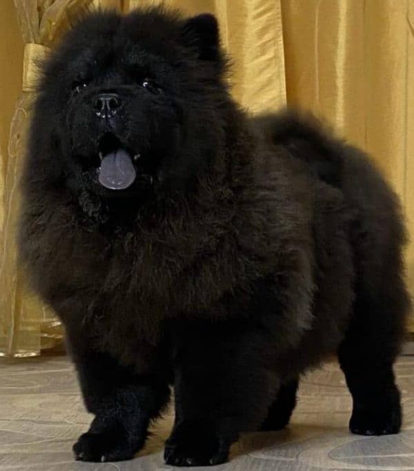 IMPORTED CHOW CHOW PUPPY AVAILABLE FOR SALE 12