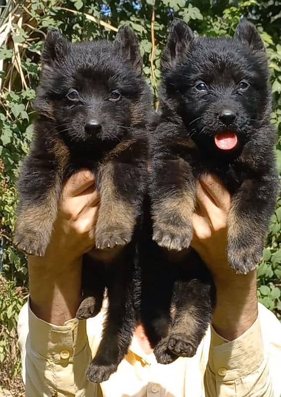 each Garman shepherd puppy for sale 0