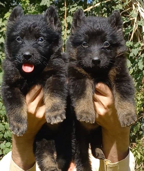 each Garman shepherd puppy for sale 1