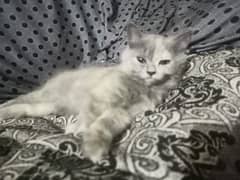 Persian female kitten