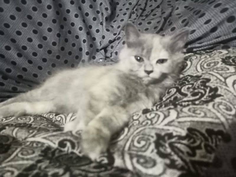 Persian female kitten 0