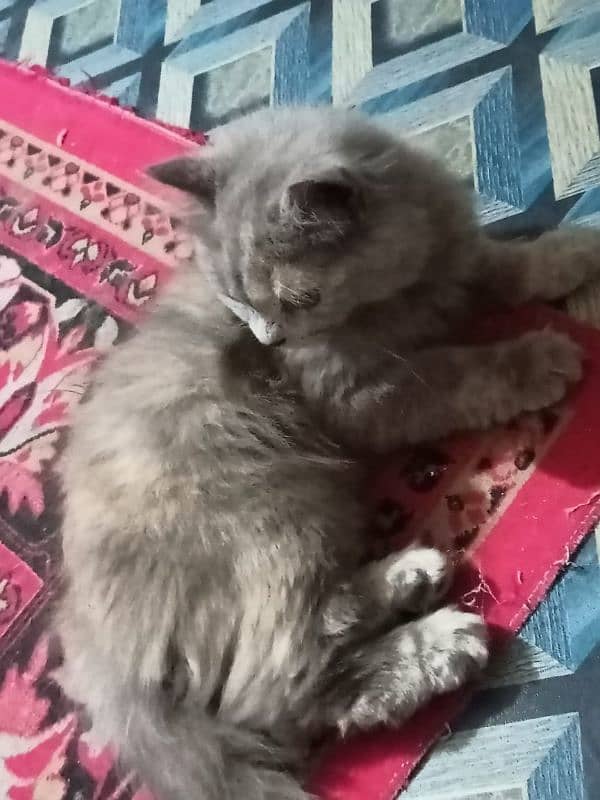 Persian female kitten 1