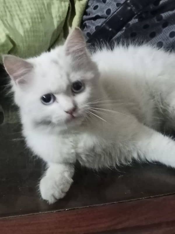 Persian female kitten 4