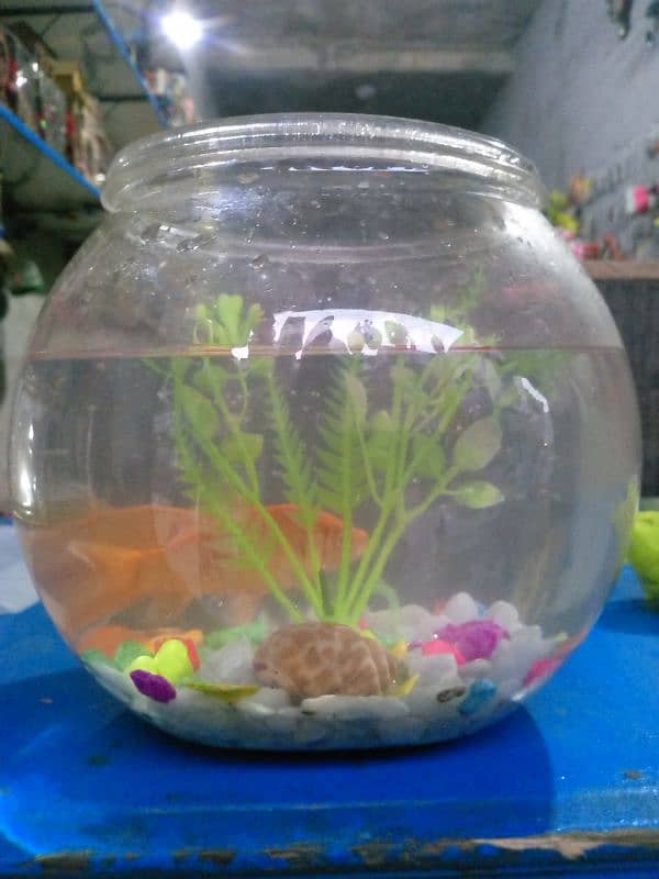 fish bowl with gold fishes 0