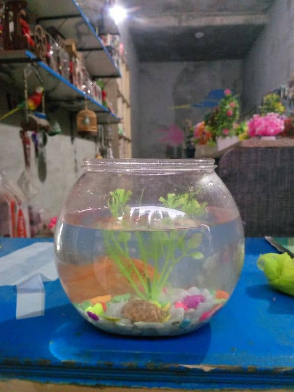 fish bowl with gold fishes 4