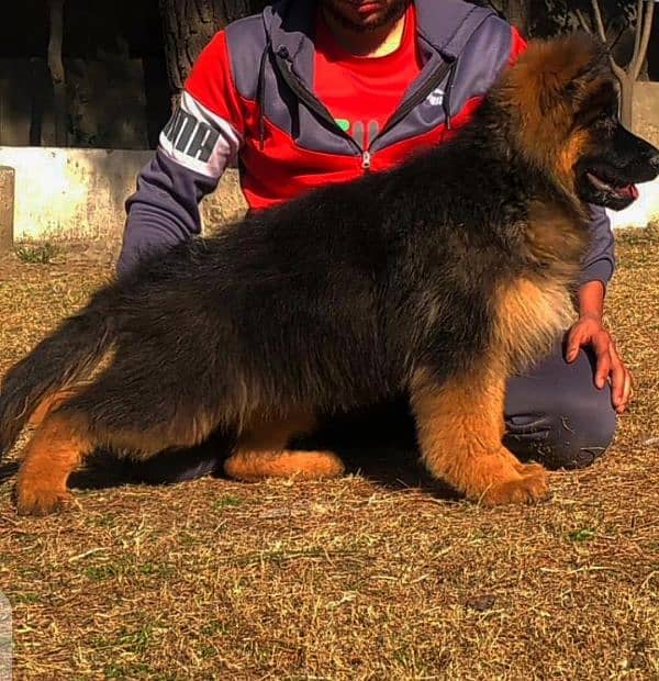 German shephead puppy 03258927017  WhatsApp no 0