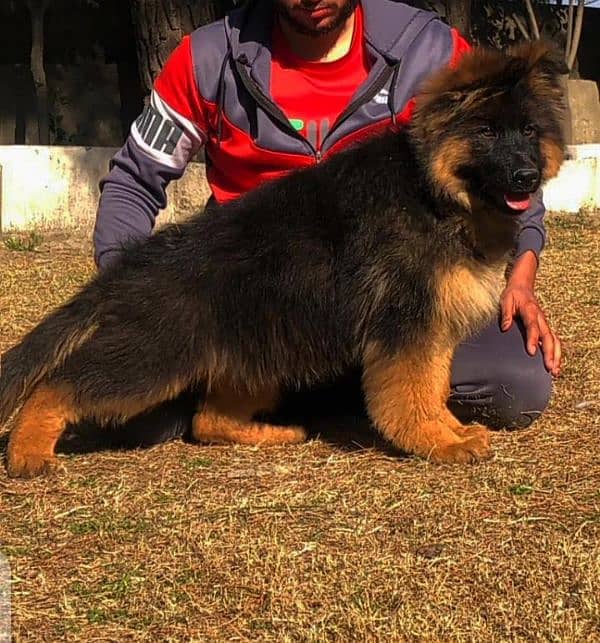 German shephead puppy 03258927017  WhatsApp no 1