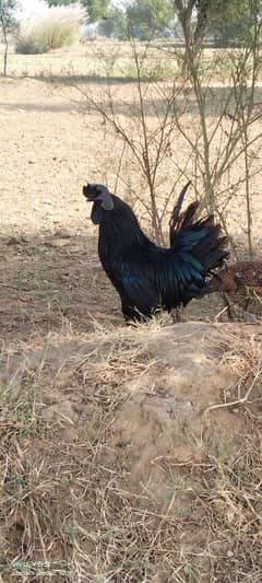 Ayam Cemani King Size Breeder Male