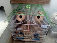 Budgei pair with cage