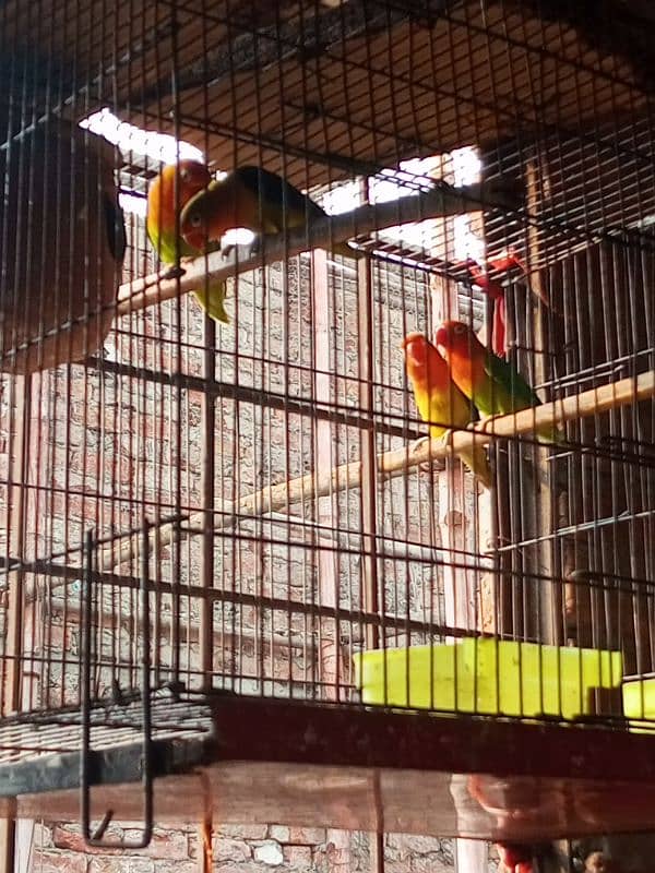 Sall my love birds 2 pair active 1