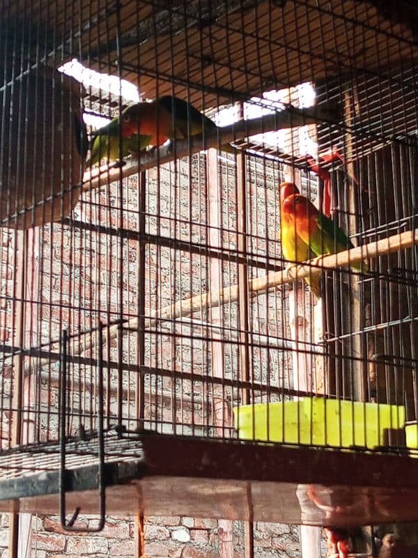 Sall my love birds 2 pair active 2