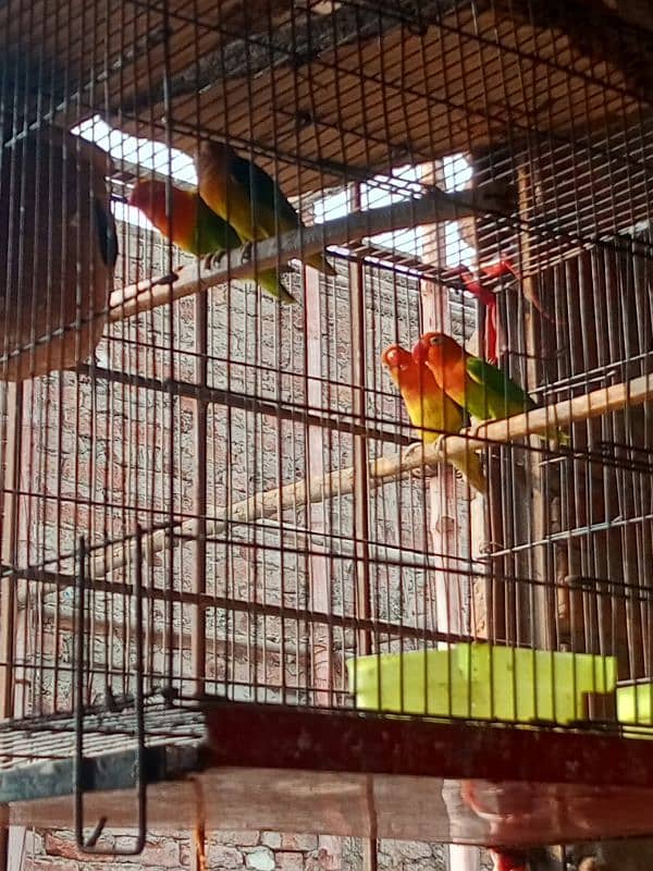 Sall my love birds 2 pair active 4