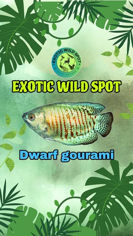 fish available only at EXOTIC WILD SPOT 4