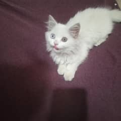 Persian kitten 90 days , female,odd eyes