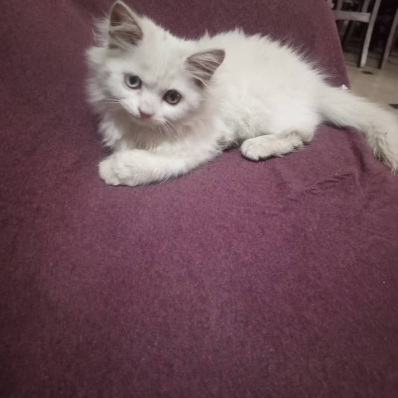 Persian kitten 90 days , female,odd eyes 1