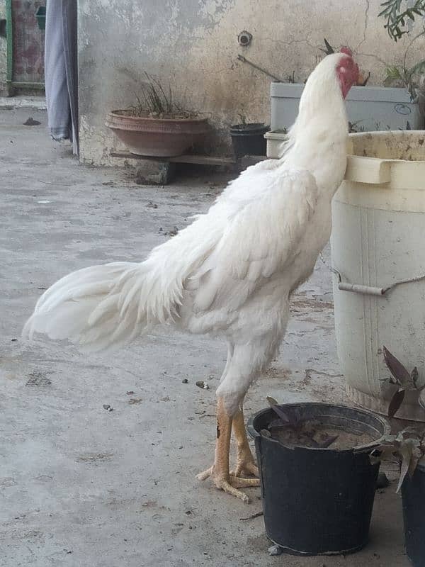 Pure White King O Shamo Patha High Quality Long Height 1