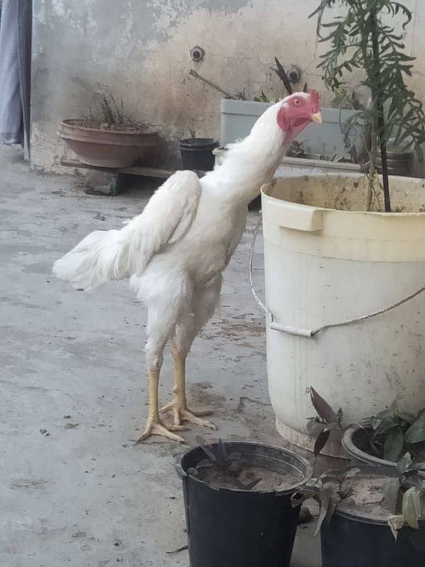 Pure White King O Shamo Patha High Quality Long Height 3