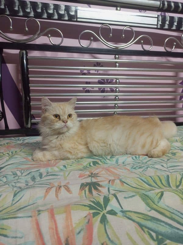 Cat Persian 1